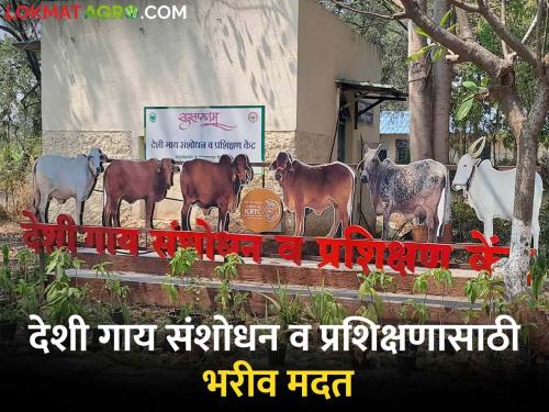 funding of 71 crores from Govt to Desi Cow Research and Training Center of Pune Agricultural College | पुणे कृषी महाविद्यालयाच्या देशी गाय संशोधन व प्रशिक्षण केंद्रास शासनाकडून ७१ कोटींचा भरीव निधी