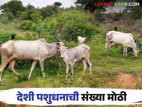 The number of Desi, Gavran, Khilar, Gir breeds of cows is large Seven thousand cows are recorded | देशी, गावरान, खिलार, गीर जातीच्या गायींची संख्या मोठी सव्वालाख गायींची नोंद