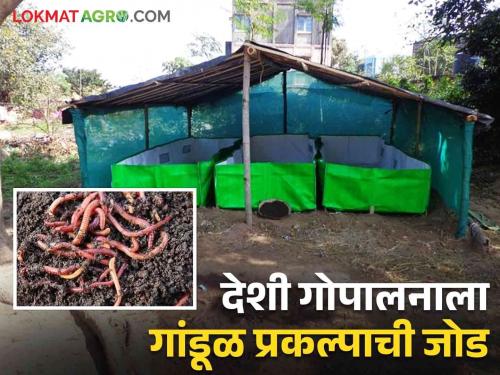 Organic Farming: Country cow husbandry gets addition of earthworm project; Now there is no break in organic farming production | Organic Farming : देशी गोपालनाला मिळाली गांडूळ प्रकल्पाची जोड; आता सेंद्रिय शेती उत्पादनाला नाही तोड