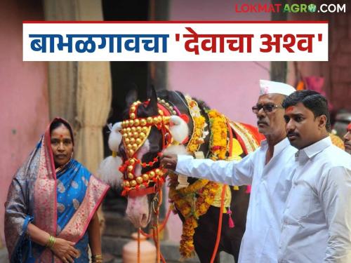 latest news Pandharpur Wari: Babhalgaon's 'God's Horse' once again entered Pandharpur Wari; 100-year-old unbroken tradition still alive! | Pandharpur Wari: बाभळगावचा 'देवाचा अश्व' पुन्हा एकदा वारीत दाखल; १०० वर्षांची अखंड परंपरा आजही जिवंत!