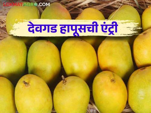 Devgad Hapus: The first box of Devgad Hapus left for Sangli market How was the price for a box of dozen? | Devgad Hapus : देवगड हापूसची पहिली पेटी सांगली मार्केटला रवाना डझनाच्या पेटीला कसा मिळाला दर