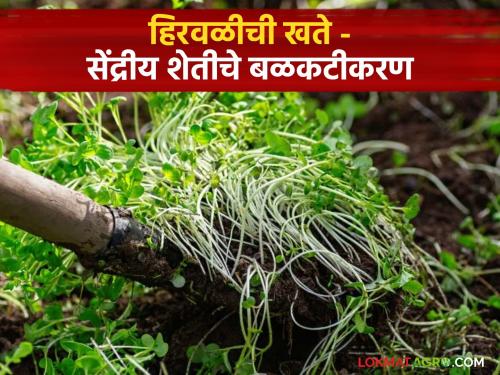 Green Manure Green manure boon for organic farming and soil | Green Manure : हिरवळीचे खत - सेंद्रीय शेतीसाठी अन् मातीसाठी वरदान!