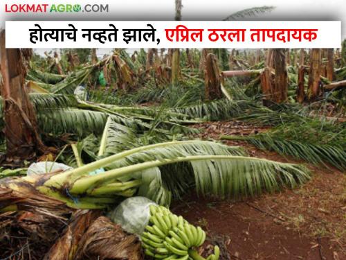 What was not happened; Mango and banana crops hit in 15 days | होत्याचे नव्हते झाले; १५ दिवसांत आंबा आणि केळीच्या बागांना अवकाळीचा तडाखा