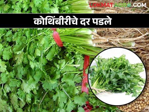 Coriander prices fall, time to throw them on the street due to bargain prices | कोथिंबीरीच्या दरात घसरण, कवडीमोल भावामुळे रस्त्यावर फेकून देण्याची वेळ