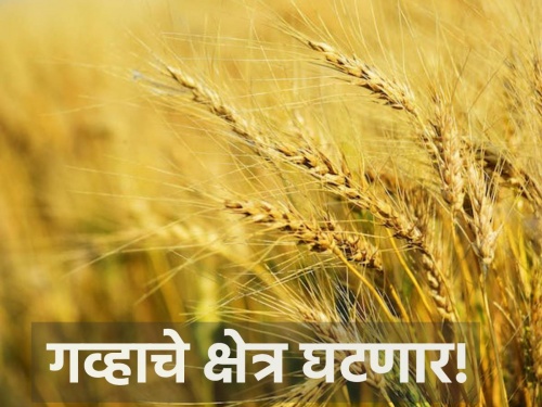 Wheat area will decrease in Vaijapur taluka due to decrease in rainfall | पाऊस कमी झाल्याने वैजापूर तालुक्यात गव्हाचे क्षेत्र घटणार