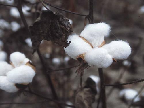 Due to lack of rain, the production has decreased, farmers are struggling due to lack of satisfactory price for cotton | कमी पावसाने उत्पादन घटले, कपाशीला समाधानकारक भाव नसल्याने शेतकऱ्यांचा हिरमोड