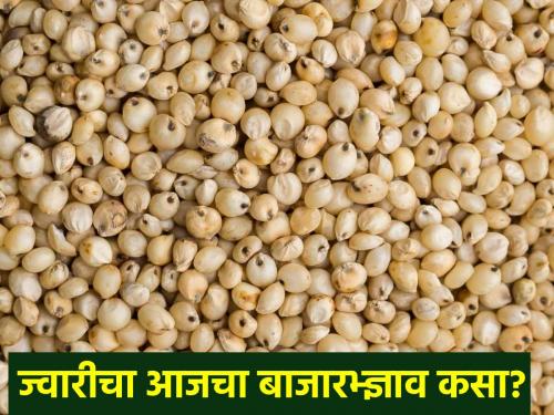 Which variety of sorghum is getting good price in the state? Find out.. | राज्यात कोणत्या जातीच्या ज्वारीला मिळतोय चांगला भाव? जाणून घ्या..