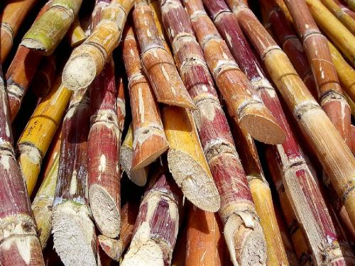 A record price of 3 thousand 773 rupees for sugarcane in Karnataka! What is the situation in Maharashtra? | कर्नाटकात ऊसाला 3 हजार 773 रुपयांचा विक्रमी दर! महाराष्ट्रात स्थिती काय?