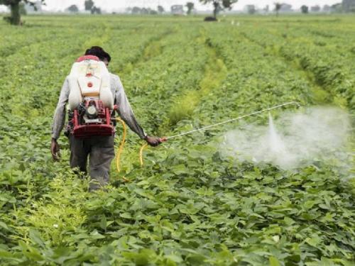 Expensive spraying cannot be afforded, tur crop deceased, how to protect crop? | महागडी फवारणी परवडेना, शिवारातील तूरीवर अळीचा प्रादूर्भाव