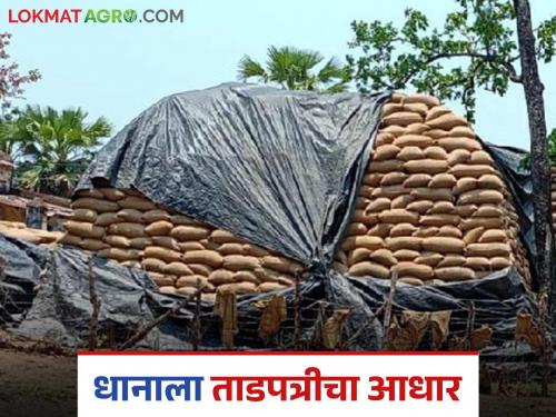 Latest News Dhan Kharedi Paddy worth crores of rupees covered with tarpaulin at procurement centers | Dhan Kharedi : धानाची उघड्यावरच साठवणूक, गोदामांची सोय नव्हती तर खरेदी करायची कशाला? 