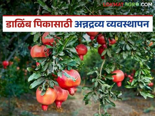 Latest News Damib Bag How to manage nutrients in pomegranate farm, what fertilizers to apply, read in detail | डाळिंब बागेत अन्न द्रव्य व्यवस्थापन कसे करावे, कुठली खते द्यावीत, वाचा सविस्तर 