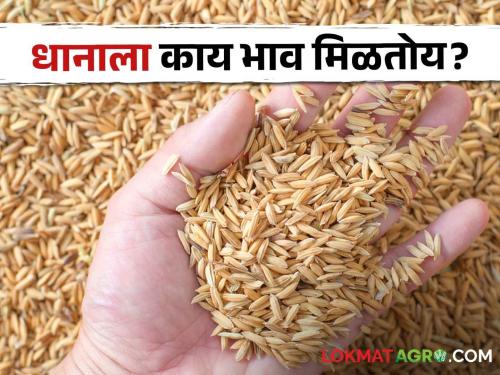 Latest News Decrease in paddy production see market price in market yards check here | Paddy Market : धान उत्पादक शेतकऱ्यांचे गणित बिघडलं, धानाला काय भाव मिळतोय?