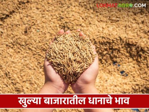 Latest News Paddy Market Parbhani Chennur paddy market price see dhan todays rate | Paddy Market : परभणी चेन्नूर धानाला काय भाव मिळतोय? वाचा आजचे बाजारभाव 