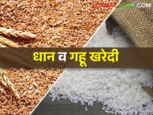 Estimates of purchase of paddy in Kharif and wheat in Rabi have been announced by the Cantal Government | खरीपातील धान व रब्बीमधील गहू खरेदीचा अंदाज केंद्राकडून जाहीर
