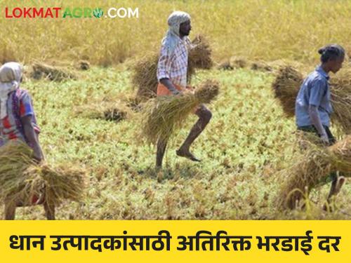 Latest News Relief to paddy producers in maharashtra, now additional rate of Rs 40 for paddy shipment | Paddy Procurement : राज्यातील धान उत्पादकांना दिलासा, आता धान भरडाईसाठी अतिरिक्त 40 रुपये दर