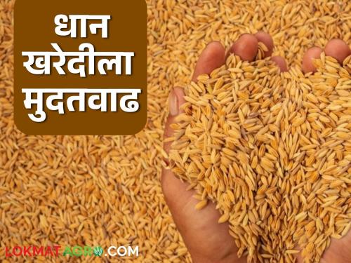 Latest News Deadline for purchasing paddy for Rabi season extended till 30 july read in detail | Dhan Kharedi : रब्बी हंगामातील धान खरेदीसाठी 'या' तारखेपर्यंत मुदत वाढवली, वाचा सविस्तर 