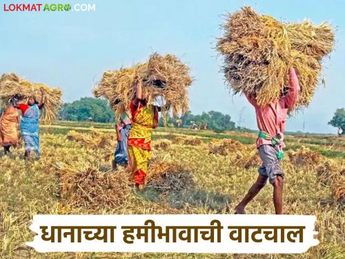 Latest news Agriculture News Latest News Guaranteed price of Rs 2369 per quintal for paddy | धानाच्या हमीभावाची शिफारस 4 हजार 783 रुपयांची अन् वाढ झाली 69 रुपयांची! 