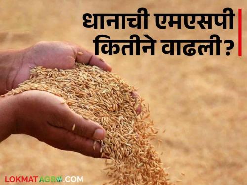 Latest News Agriculture News how much rupees has increased in MSP of rice last 14 years Know in detail  | Rice MSP : 14 वर्षांत भाताच्या एमएसपीत किती रुपयांची वाढ झाली? जाणून घ्या सविस्तर 