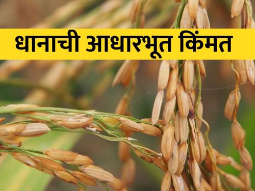 Paddy procurement period till 31 January 2024 | धान खरेदीचा कालावधी ३१ जानेवारी २०२४ पर्यंत