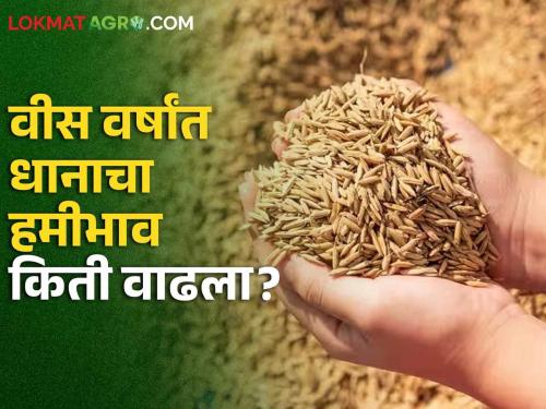 Latest news only Rs 117 increase in msp price of paddy in Kharif season 2024-25 | Paddy MSP : खर्च वाढला हजारांत, हमीभाव वाढला रुपयात, वीस वर्षांत धानाचा हमीभाव कसा राहिला? 