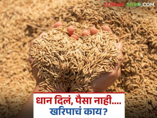 latest news Paddy Market: There is no amount of paddy; When will the bonus be paid? Farmers' question | Paddy Crop: धानाची रक्कम नाहीच; बोनस कधी पदरात पडणार? शेतकऱ्यांचा सवाल