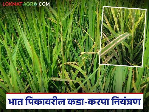 Latest News Dhan Pik karpa rog Read in detail how to control rice borer, locusts, and scab diseases. | Paddy Farming : भातावरील खोडकिडा, तुडतुडे, करपा रोगाचे नियंत्रण कसे कराल, वाचा सविस्तर 