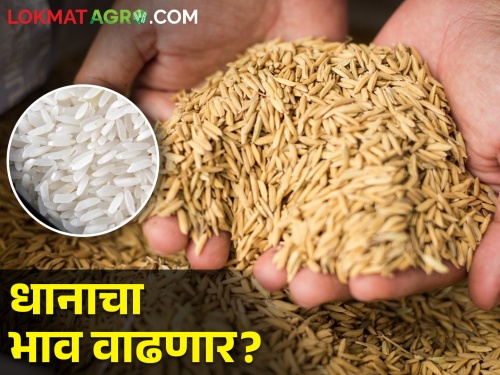 How long will rice be kept in the house? When will the market price increase? | भात किती दिवस घरात ठेवणार? बाजारभाव कधी वाढणार