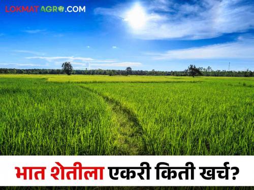 Latest News cost of paddy farming has increased, how much cost per acre Read in detail  | Paddy Production : धानाच्या शेतीचा खर्च वाढला, एकरी किती खर्च येतो? वाचा सविस्तर 