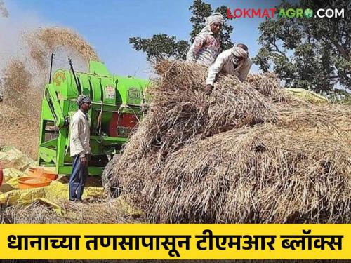 Latest News What are TMR Blocks from Paddy Weed, Benefits and Features see details | Agriculture News : धानाच्या तणसापासून टीएमआर ब्लॉक्स, फायदे आणि वैशिष्ट्ये काय आहेत? 