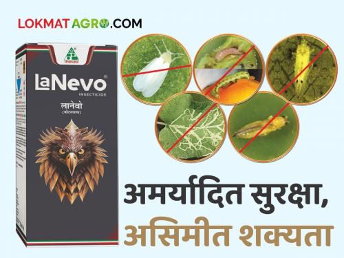 dhanuka's powerful insecticide lanevo for pest control on tomato, brinjal and chilli crop | Lanevo: ​​​​​​​टोमॅटो, वांगी आणि मिरचीवरील किडींसाठी तेजतर्रार आणि शक्तीशाली कीटकनाशक, तुम्ही वापरलं का?