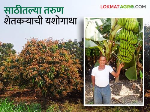 Latest News Success story of a 60-year-old young farmer, Amrai farming with bananas | कोण म्हणतं 'साठी बुद्धी नाठी'? दीड एकरात केळी, तीन एकरांत आमराई मोहरली!