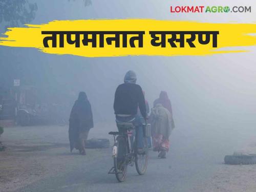 Weather update : Dharashiv will get colder in the next four days; Read the detailed warning given by the Meteorological Department | Weather update : धाराशिवमध्ये येत्या चार दिवसांत आणखी थंडी वाढणार ; हवामान विभागाने काय दिला इशारा वाचा सविस्तर