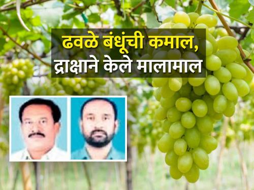 Dhavale brothers hit the bet, bringing grapes for the first time in the season and producing six lakhs in ten ghunta | ढवळे बंधूंनी मारली बाजी, हंगामात पहिल्यांदाच द्राक्ष आणून दहा गुठ्यांत सहा लाखांचे उत्पादन