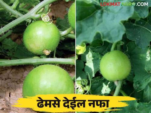 Dhemase Lagwad : How to cultivate Tinda vegetable crop in an improved way? | Dhemase Lagwad : ढेमसे भाजीपाला पिकाची सुधारित पद्धतीने कशी कराल लागवड?