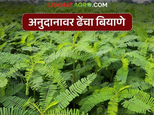 Latest News Make green manure seeds available on MahaDBT at a 50 percent subsidy! | Dhencha Seed : हिरवळचे खत बियाणे 50 टक्के अनुदानावर महाडीबीटीवर उपलब्ध करा!