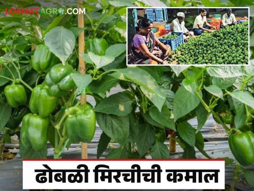 Farmer Success Story : Per harvesting earned lakhs of rupees from capsicum which is more demand in the Gulf countries | Farmer Success Story : आखाती देशांमध्ये मागणी असणाऱ्या ढोबळी मिरचीतून प्रत्येक तोड्याला लाखाची कमाई