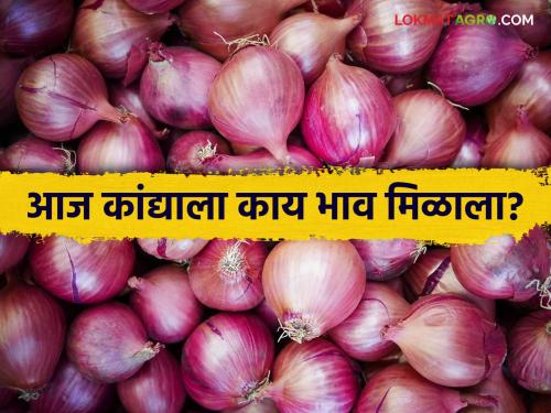 Latest News Lal Kanda Bajjarbhav Todays Onion Market Price in solapur kanda market | Kanda Bajarabhav : धुळे बाजारात लाल कांदा दरात सुधारणा, राज्यात काय भाव मिळाला? वाचा सविस्तर 