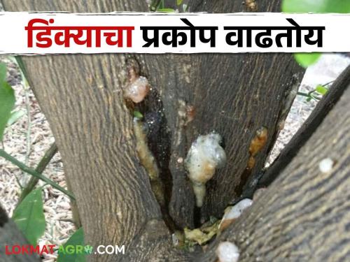 Latest News Gum disease is increasing, how to take care of orange farm see details | Crop Management : डिंक्याचा प्रकाेप वाढताेय, कशी घ्याल संत्रा बागांची काळजी? वाचा सविस्तर 