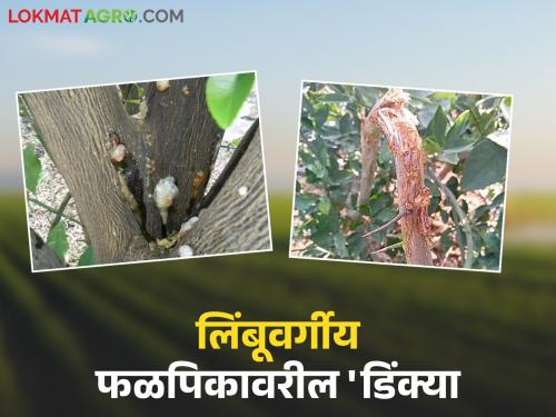 latest News Dinkya Disease How to eradicate disease of citrus fruit read in detail | लिंबूवर्गीय फळपिकावरील डिंक्या रोगाचा झटक्यात नायनाट कसा करायचा, वाचा सविस्तर 