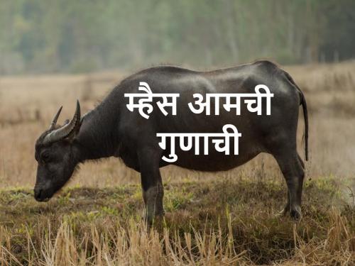 Buffalo is worshiped in this village on Diwali Padwa; find out | दिवाळी पाडव्याला या गावात होते म्हशींची पूजा