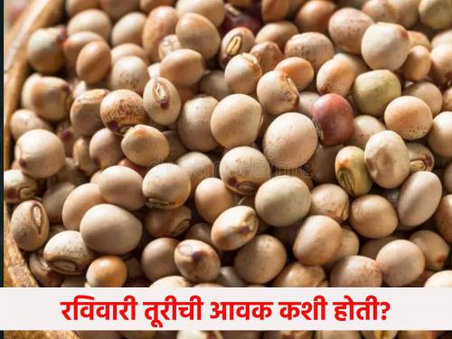 12 thousand 787 quintals of turi in the market on Sunday, the price is getting | रविवारी बाजारपेठेत १२ हजार ७८७ क्विंटल तूरीची आवक, मिळतोय असा भाव