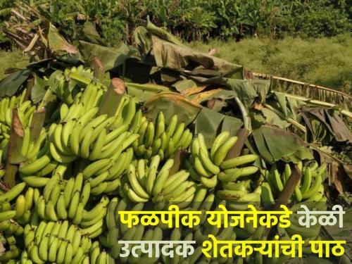 Banana growers turn to climate-based fruit crop insurance scheme | हवामानावर आधारित फळ पीक विमा योजनेकडे केळी उत्पादकांची पाठ...