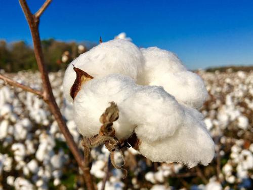 Cotton Market Today: Cotton got the price per quintal today, know... | Cotton Market Today: कापसाला आज मिळाला प्रतिक्विंटल एवढा भाव, जाणून घ्या...