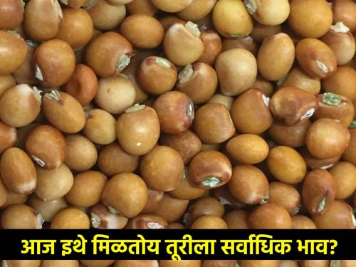 Turi is fetching good price, Gajar Turi with red, white variety is fetching this price per quintal | तुरीला मिळतोय चांगला भाव, लाल, पांढऱ्या वाणासह गज्जर तुरीला क्विंटलमागे एवढा भाव