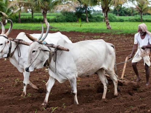 status of Rabi sowing in Maharashtra, maximum cultivation in which district? | राज्याची रब्बी पेरणी कुठवर आली? आतापर्यंत सर्वाधिक पेरणी कुठे?