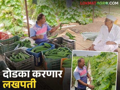 The tomato crop failure overcome by ridge gourd; getting about 500 kg of ridege gourd every other day | टोमॅटोने दिला दगा दोडका ठरला वरदान; दिवसाआड मिळतोय सुमारे ५०० किलोचा तोडा