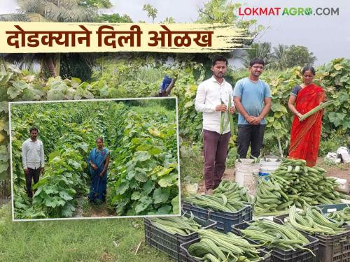 Farmer Success Story: A young farmer of Khutbav earned an income of three and a half lakhs in three months from the ridge gourd dodaka crop | Farmer Success Story : खुटबावच्या युवा शेतकऱ्याची किमया दोडक्याच्या पिकातून तीन महिन्यांत साडेतीन लाखांचे उत्पन्न