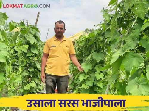 A farmer in Ashta has a maximum income of two and a half lakh rupees in one acre ridge gourd crop Read in detail | आष्ट्यातील शेतकऱ्याची दोडका शेतीत कमाल एकरात काढले अडीच लाख रुपयांचे उत्पन्न वाचा सविस्तर