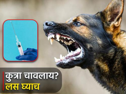 Dog bitten? Do not panic, how to treat | कुत्रा चावलाय? घाबरू नका, असे करा उपचार