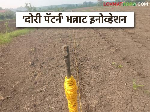 latest news Dori Pattern: A unique experiment by a farmer couple; Read 'Dori Pattern' for cotton in detail | Dori Pattern : शेतकरी जोडप्याचा अनोखा प्रयोग; कपाशीसाठी 'दोरी पॅटर्न' वाचा सविस्तर